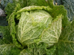 savoycabbage