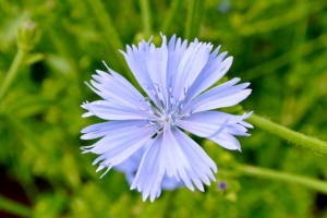 Chicory Flower